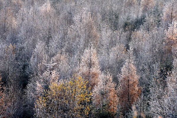 Ripened mixed forest with larches and beeches in the Hunsrueck-Hochwald National Park in winter