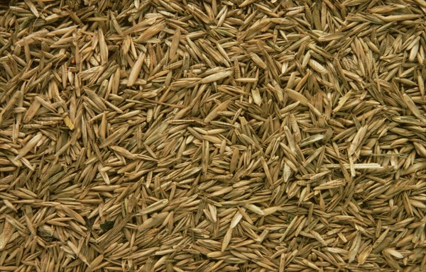 Medicinal herbs: Hay flower seeds