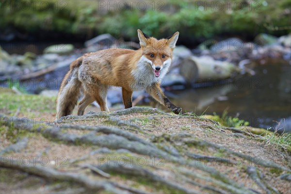 Red fox