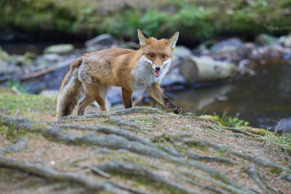 Red fox