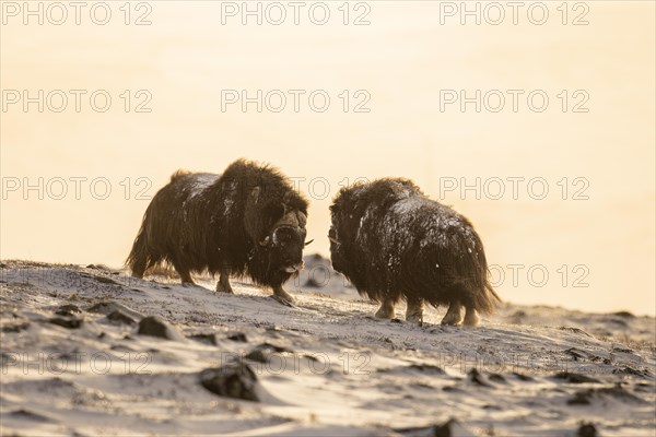 Two musk oxes