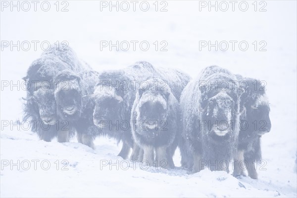 Musk oxes