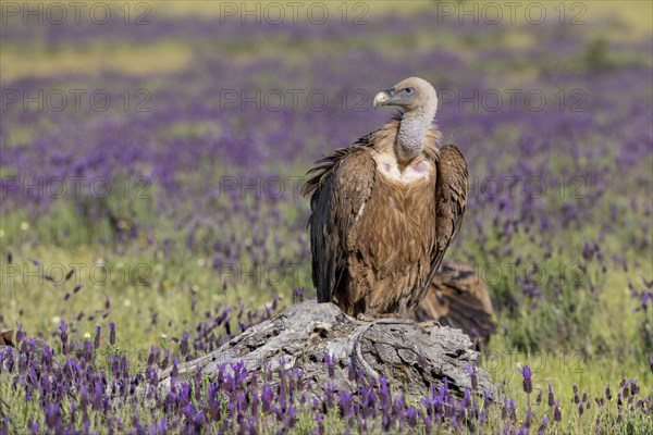 Griffon vulture