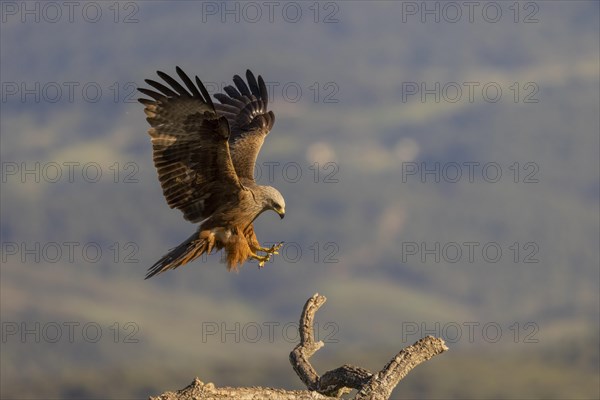 Black Kite