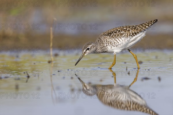 Wood Sandpiper