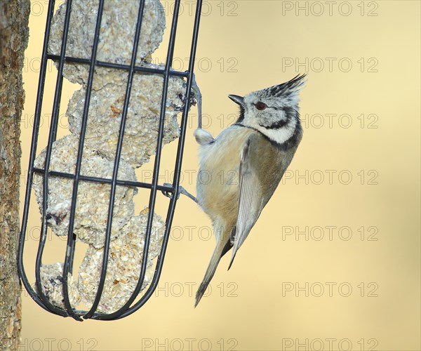 Crested Tit