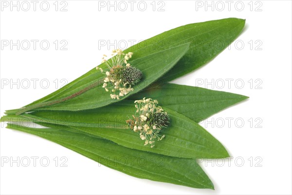 Medicinal plantain