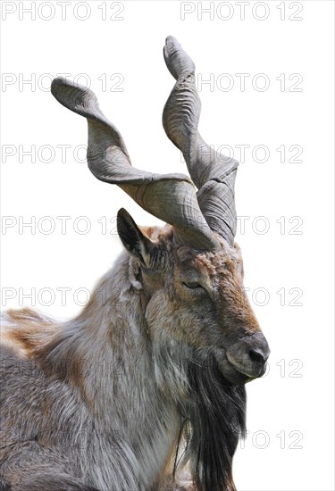 Close-up portrait of Markhor