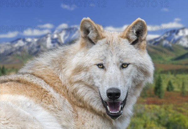 Northwestern wolf