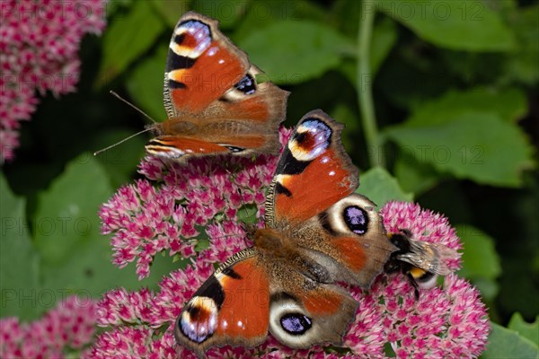 Peacock butterfly two moths with open wings sitting on red flowers left looking