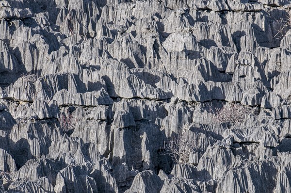 Tsingy plateau in the Ankarana Special Reserve