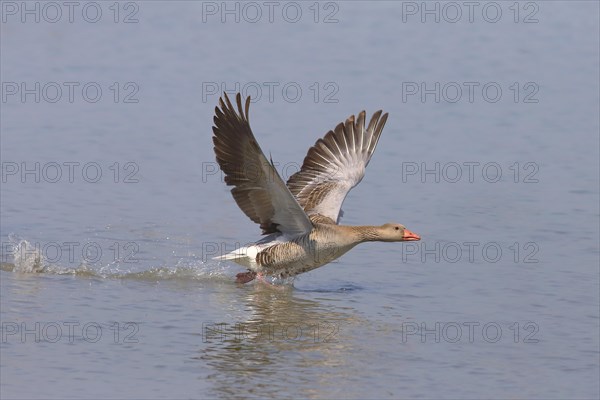 Greylag goose