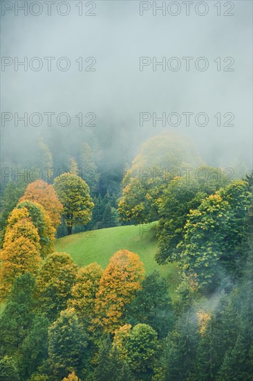 Norway maple