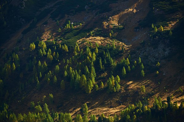 European larch