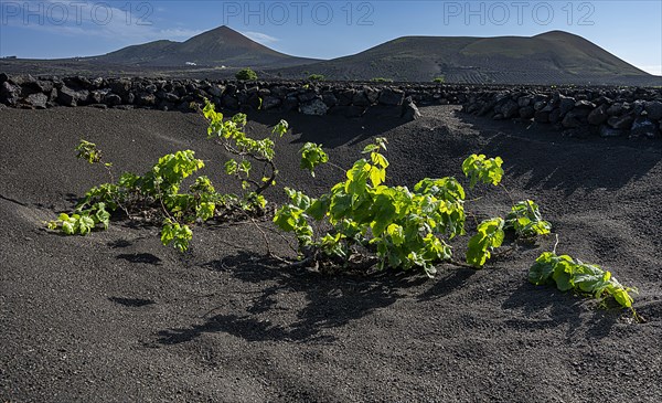 Winegrowing area in La Geria