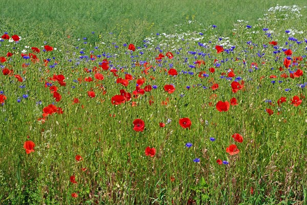 Blooming poppies