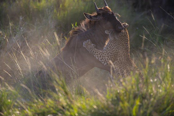 Leopard