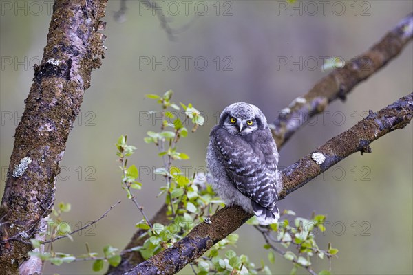 Northern hawk owl