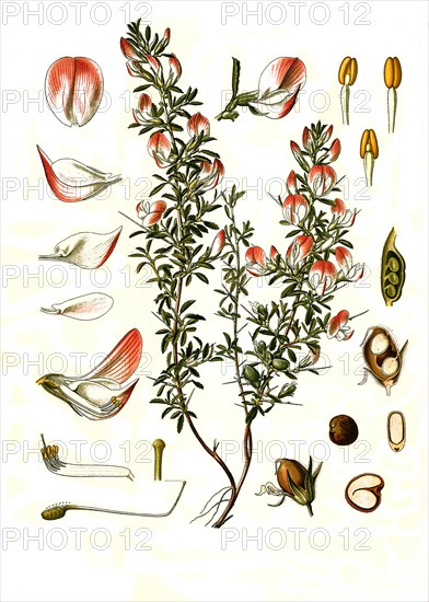 Medicinal plant