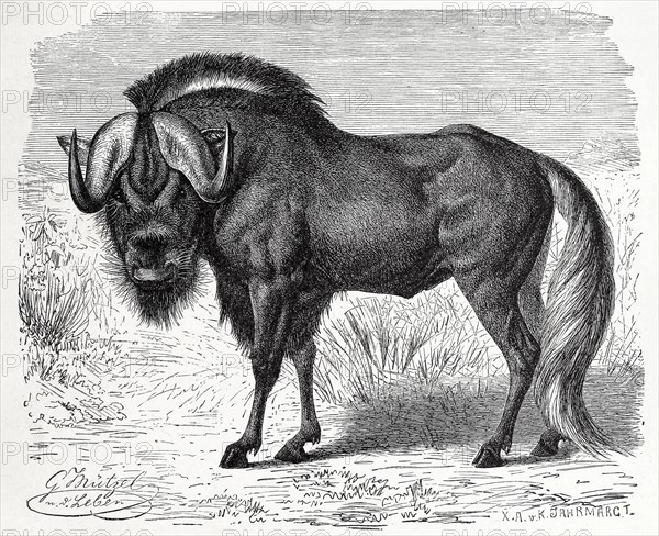 Wildebeests