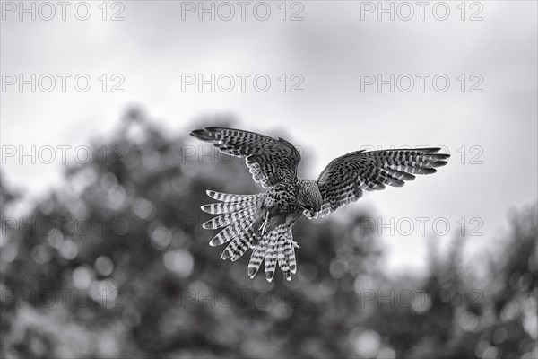 Common kestrel