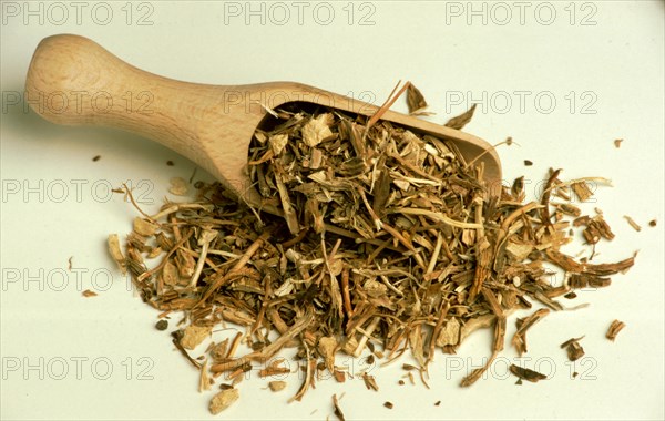 Medicinal herbs: Sarsaparilla root