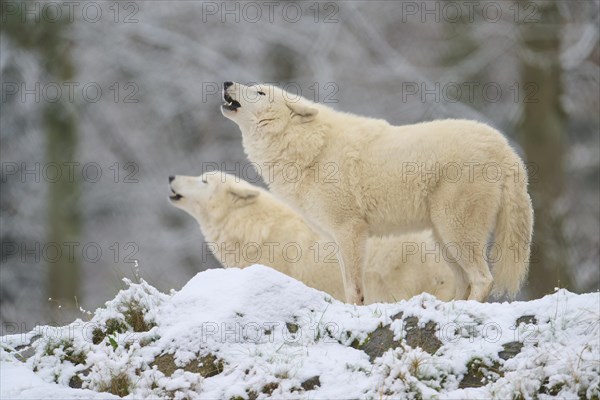 Arctic wolf