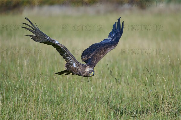 Steppe Eagle