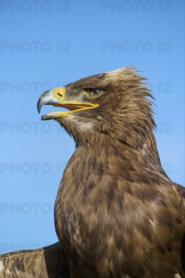 Steppe eagle