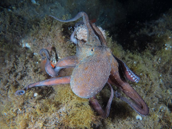 Common octopus