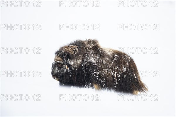 Musk ox