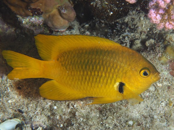 Sulphur demoiselle