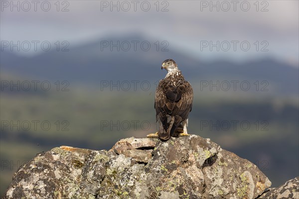 Bonellis eagle