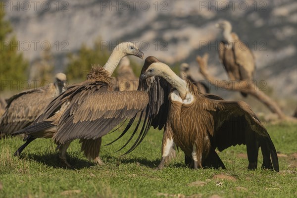 Griffon vulture