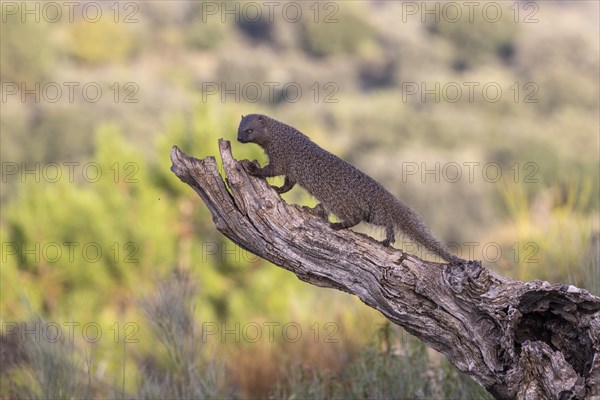 Egyptian mongoose