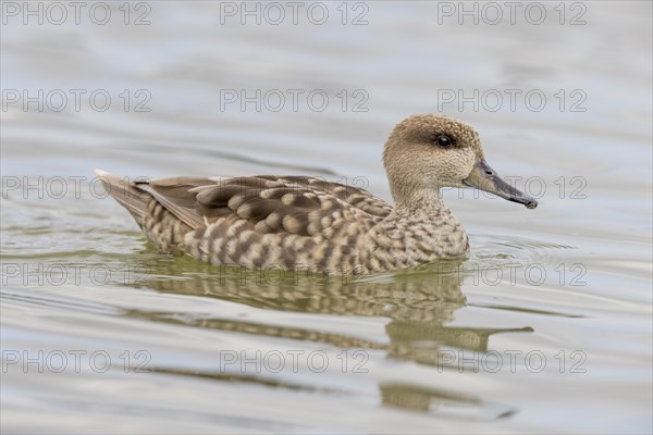 Marbled Duck