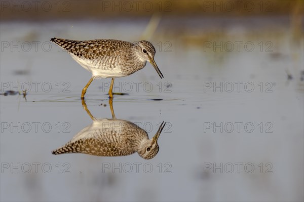 Wood Sandpiper