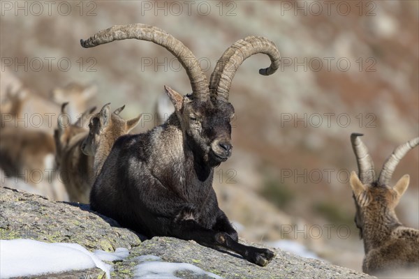 Iberian ibex