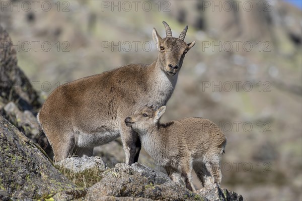 Iberian ibex