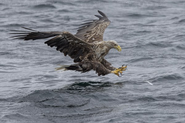 White-tailed eagle