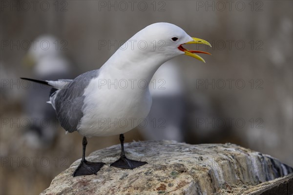 Kittiwake