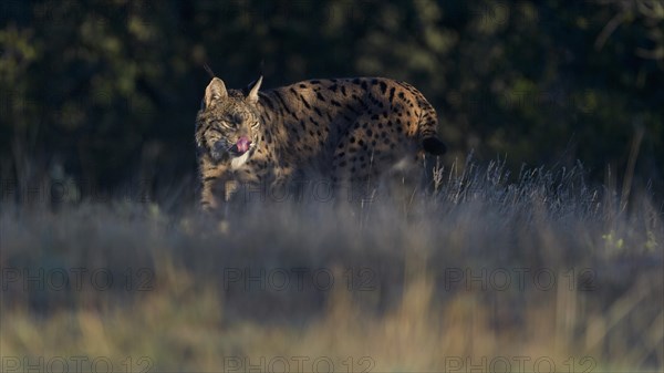 Pardelluchs