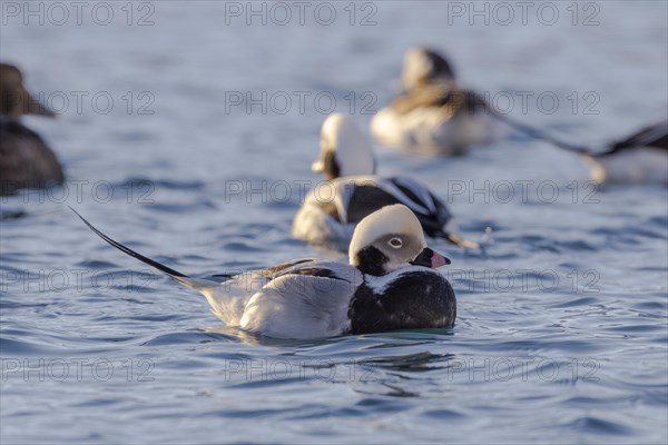 Long-tailed duck