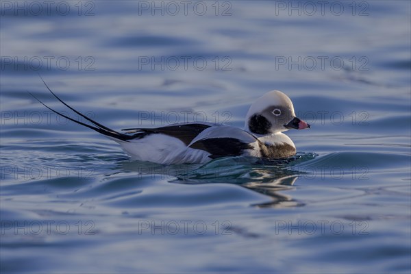 Long-tailed duck