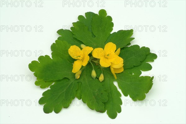 Medicinal plant greater celandine