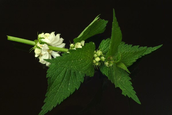 White deadnettle