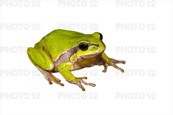 European tree frog