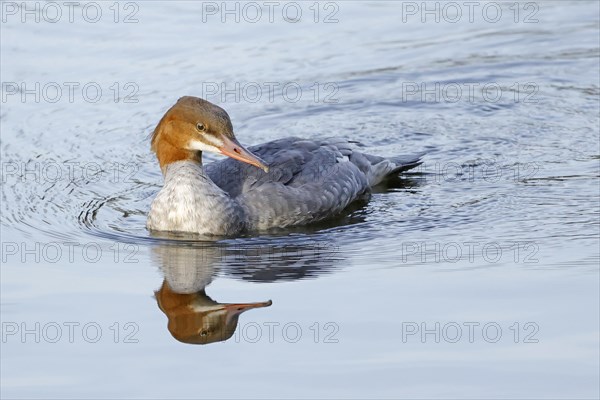 Common merganser