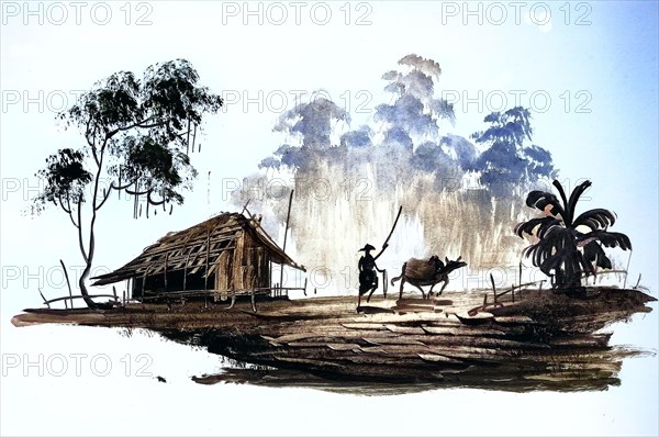 Farmer Ploughing with an Ox