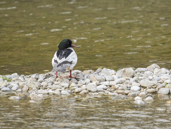 Common merganser